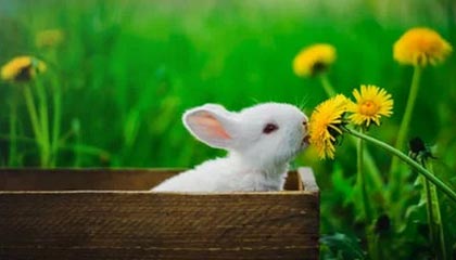 九游正版入口，开启游戏新纪元